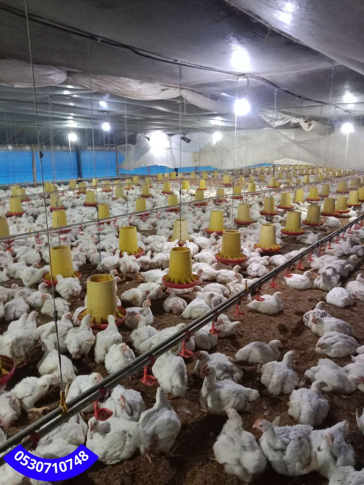 خطوات بناء حظائر دواجن